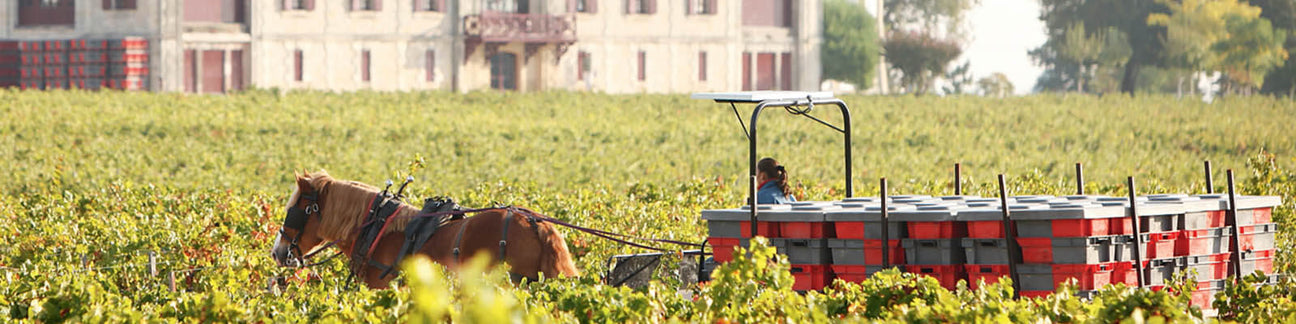 Château Pontet Canet