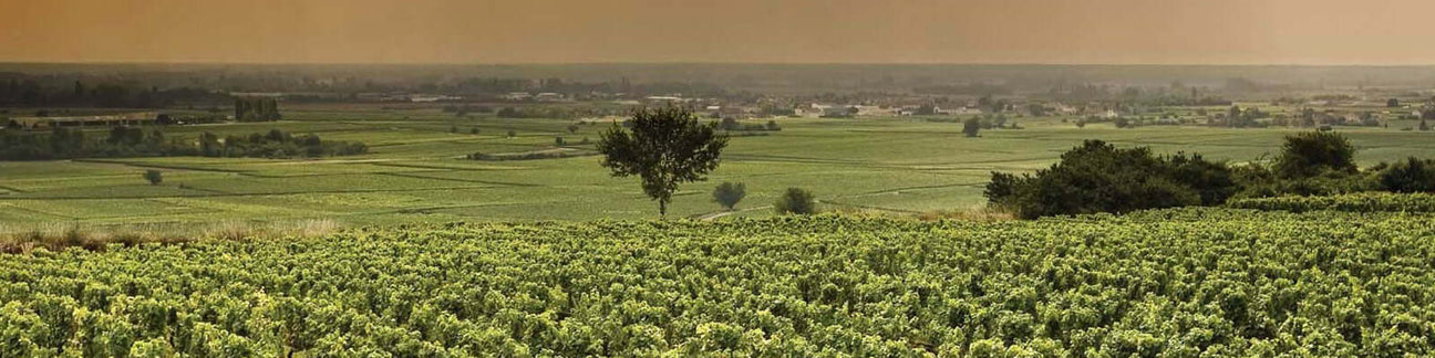 Domaine Robert Groffier Père et Fils